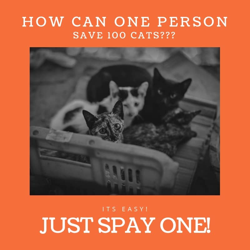 Spay Your Cats